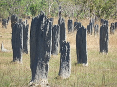 Amitermes meridionalis