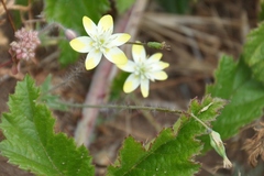 Platystemon californicus