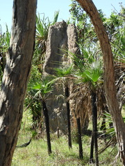 Nasutitermes triodiae