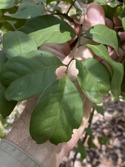 Alectryon reticulatus