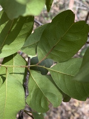 Alectryon reticulatus