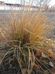 Iris lactea biglumis