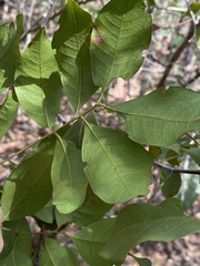 Alectryon reticulatus