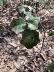 Alchornea ilicifolia