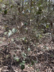 Alchornea ilicifolia