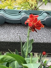 Canna × generalis