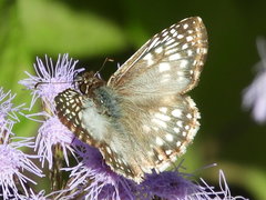 Burnsius oileus