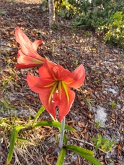 Hippeastrum glaucescens