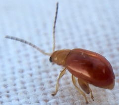 Longitarsus jacobaeae