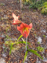Hippeastrum glaucescens