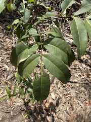 Flindersia bennettii