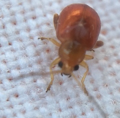 Longitarsus jacobaeae