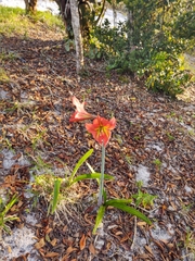 Hippeastrum glaucescens