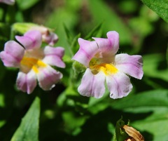 Erythranthe erubescens