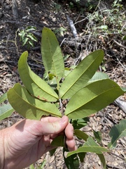 Flindersia bennettii