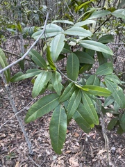 Flindersia bennettii