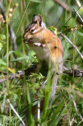 iNaturalist observation photo of Long-eared Chipmunk