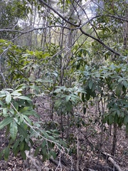 Flindersia bennettii