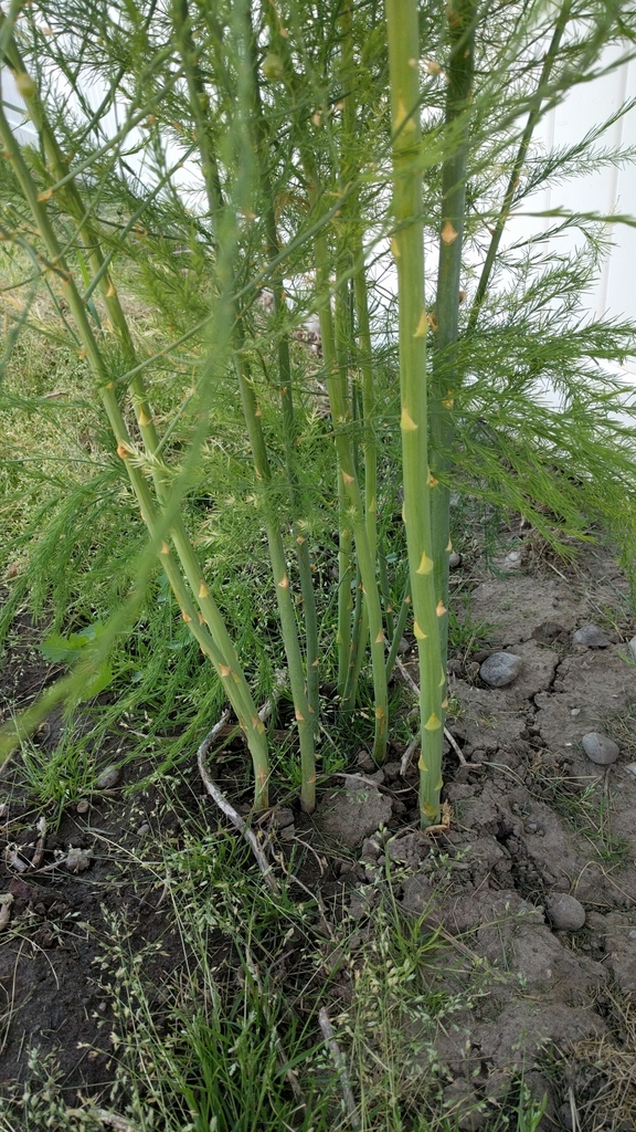 wild asparagus (COSA Plants) · iNaturalist