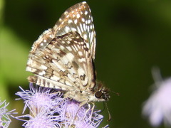Burnsius oileus