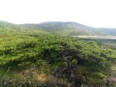 Juniperus brevifolia