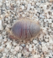 Eremoblatta subdiaphana