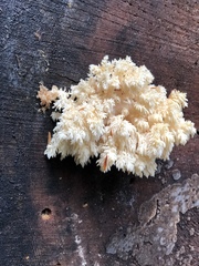 Hericium abietis
