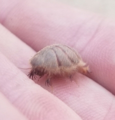 Eremoblatta subdiaphana