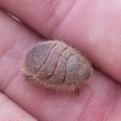 Eremoblatta subdiaphana