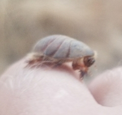 Eremoblatta subdiaphana