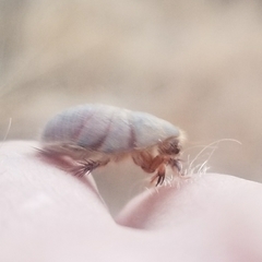 Eremoblatta subdiaphana