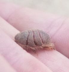 Eremoblatta subdiaphana