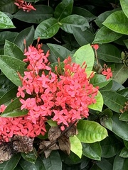 Ixora
