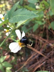 Bombus impatiens image