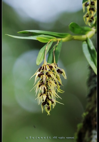 Dendrobium strongylanthum