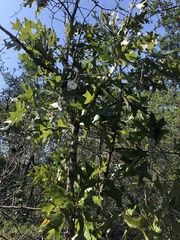 Quercus laevis image