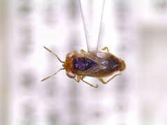 Geocoris limbatus