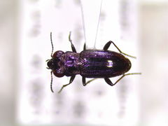 Notiophilus novemstriatus