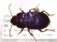 Amara exarata
