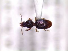 Dyschirius haemorrhoidalis