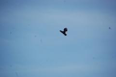 Corvus ossifragus
