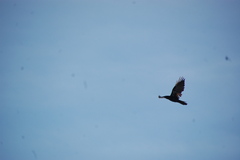 Corvus ossifragus