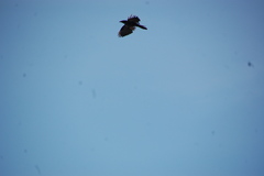 Corvus ossifragus