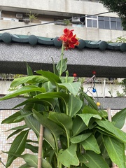 Canna × generalis