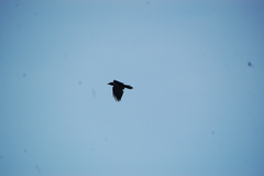 Corvus ossifragus