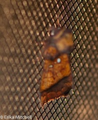 Papaipema leucostigma