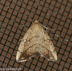 Evergestis pallidata