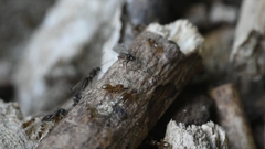 Paraparatrechina sakurae