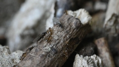 Paraparatrechina sakurae