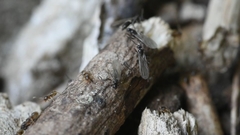 Paraparatrechina sakurae